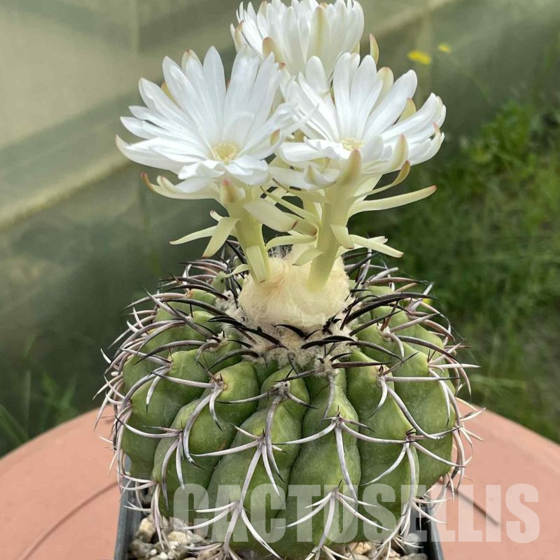 LOT1039 20 SEEDS Discocactus crystallophilus HU 582 , 2025