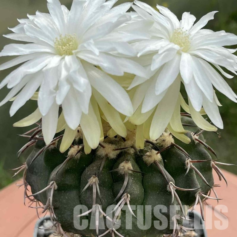 LOT1040 20 SEEDS Discocactus crystallophilus HU 580 , 2025