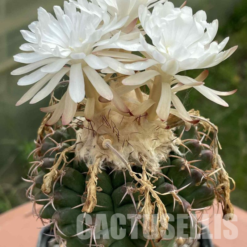 LOT1038 20 SEEDS Discocactus hartmanii ssp.magnimammus MH 850, 2025