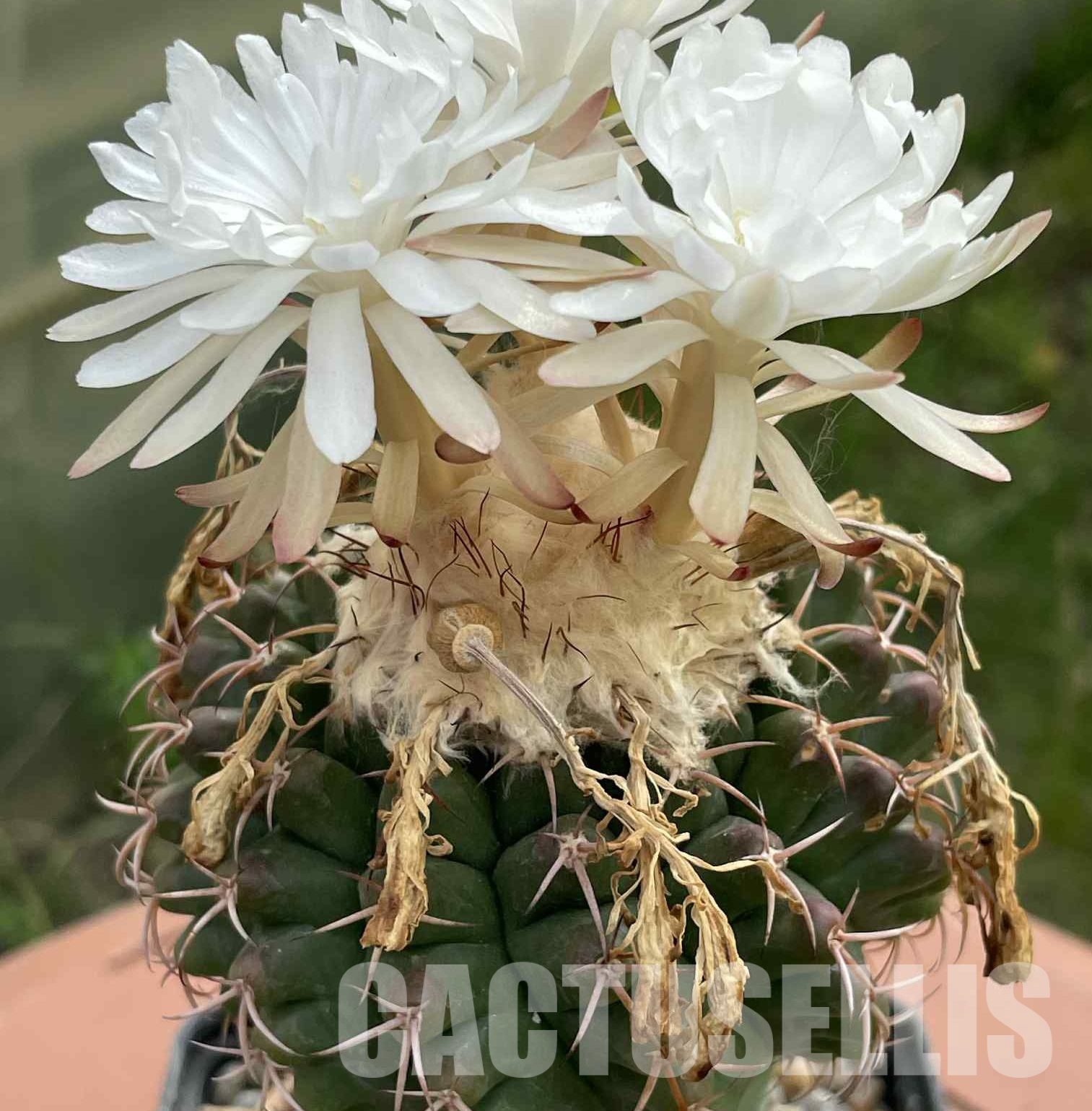 LOT1038 20 SEEDS Discocactus hartmanii ssp.magnimammus MH 850, 2025