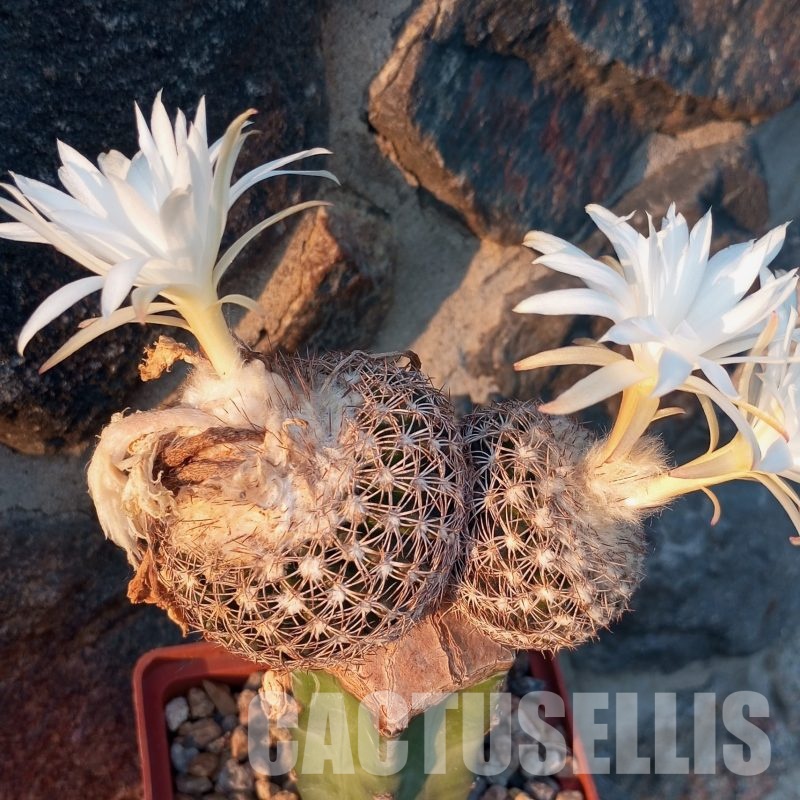 LOT1043 20 SEEDS Discocactus horstii x araneispinus , 2025