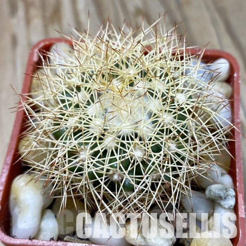 LOT1028 20 SEEDS Discocactus horstiorum MH 738, 2025