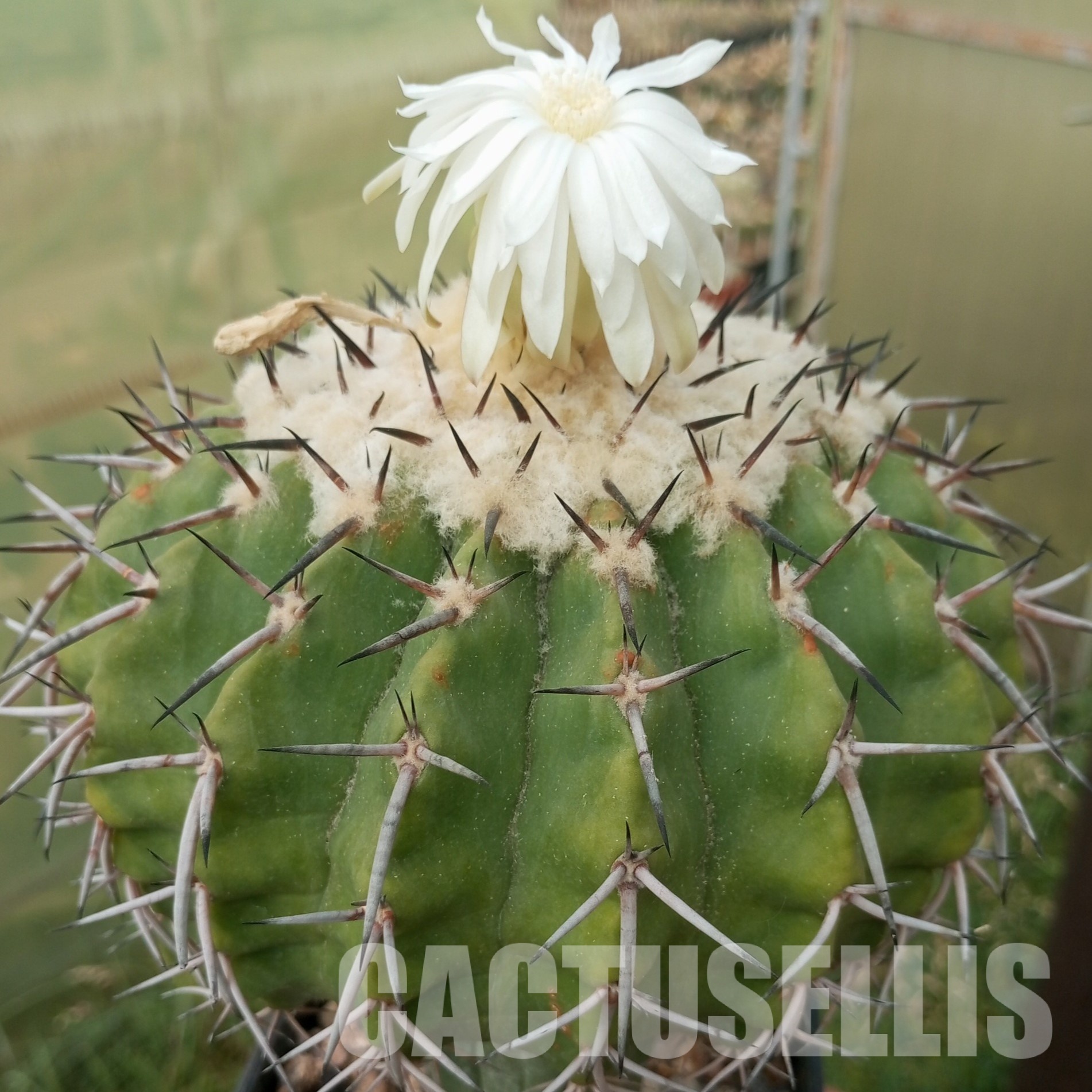 LOT1030 20 SEEDS Discocactus latispinus HU 146, 2025