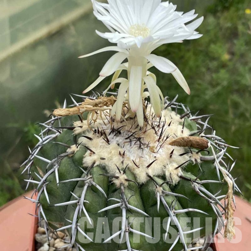LOT1031 20 SEEDS Discocactus latispinus HU 639, 2025