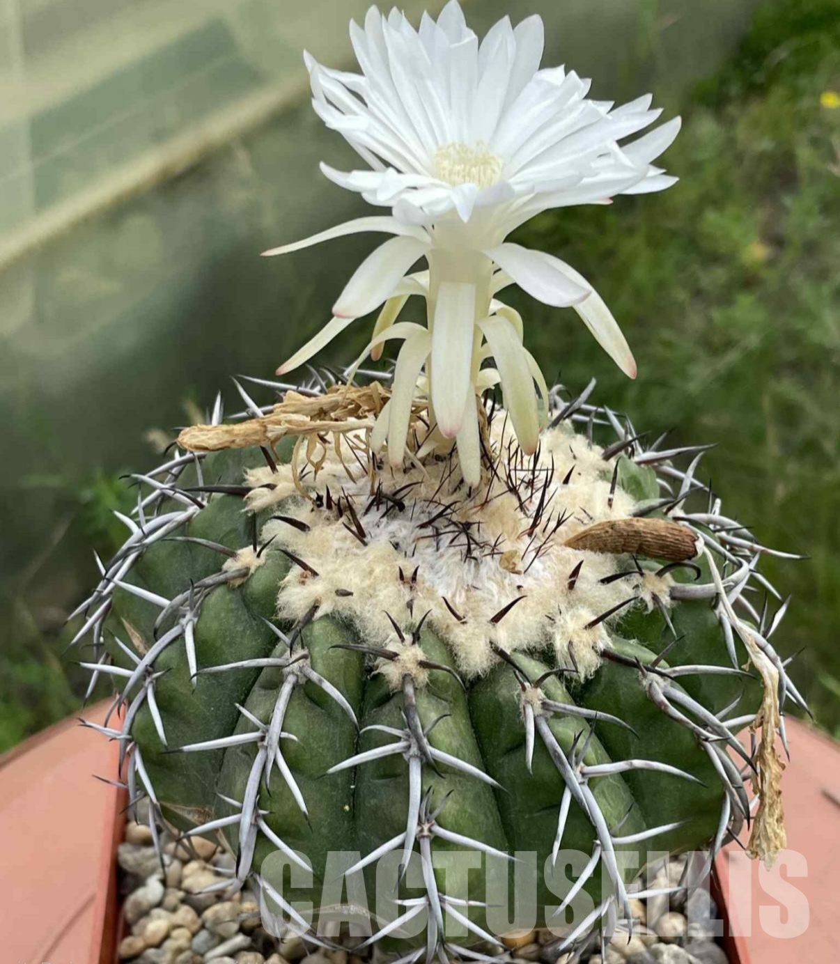 LOT1031 20 SEEDS Discocactus latispinus HU 639, 2025