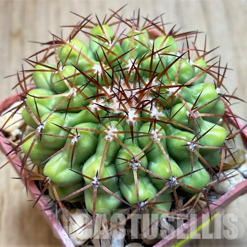 LOT1034 10 SEEDS Discocactus mamillosus, 2025