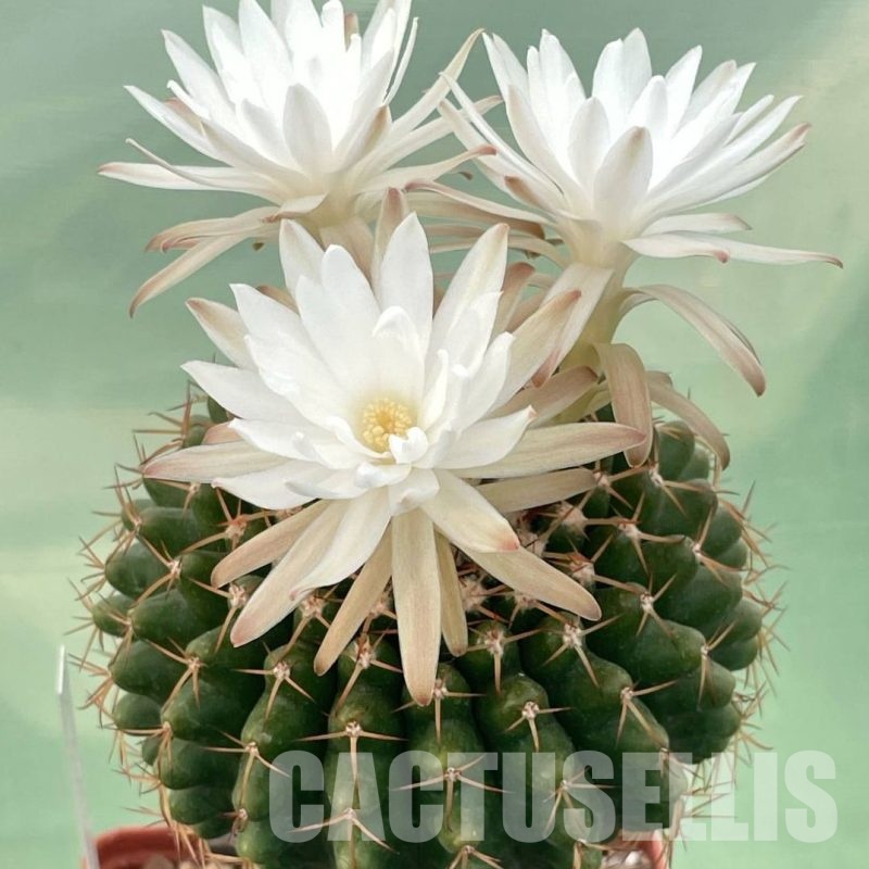 LOT1042 10 SEEDS Discocactus mamillosus MH 851 , 2025
