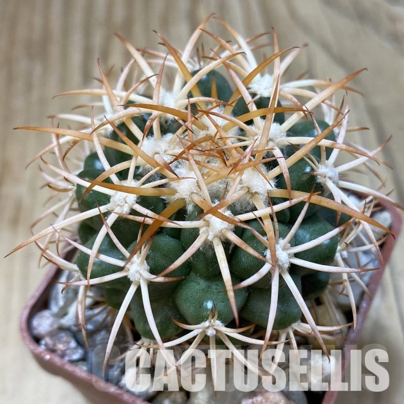 LOT823 10 SEEDS Discocactus petr-halferi MH725, 2025
