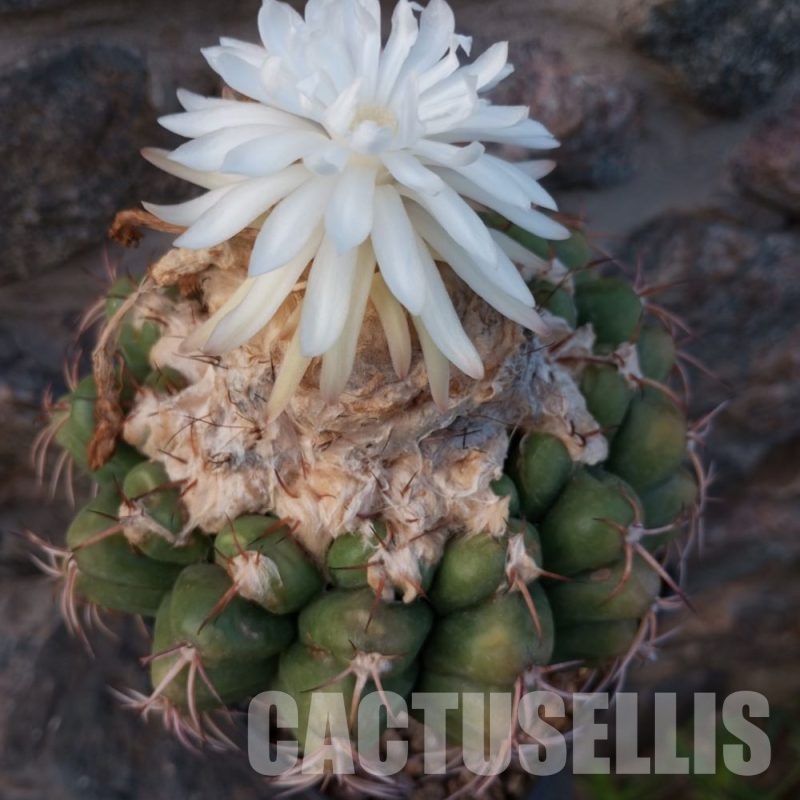 LOT811 10 SEEDS Discocactus pugionacanthus HU462, 2025