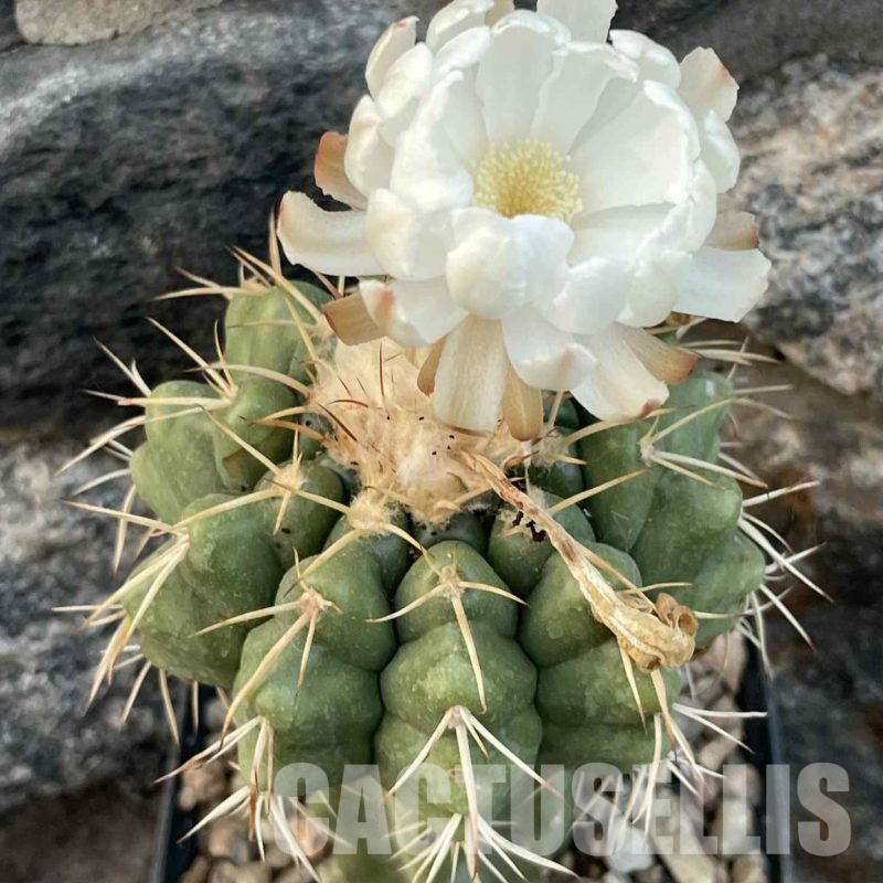 LOT1037 20 SEEDS Discocactus sp. MH 754, 2025