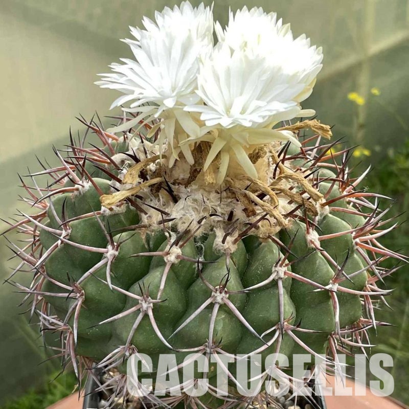 LOT1033 20 SEEDS Discocactus sp. de Crominea, 2025