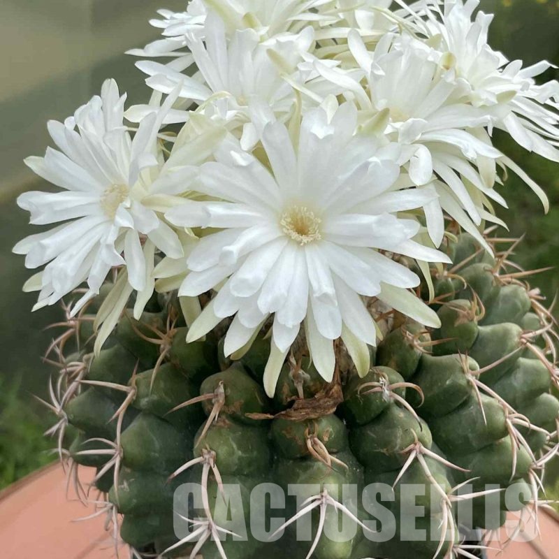 LOT1032 20 SEEDS Discocactus subviridigriseus HU 438, 2025