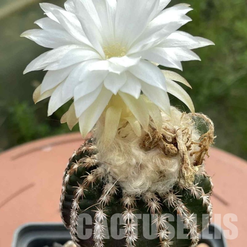 LOT1044 10 SEEDS Discocactus woutersianus x horstii F2 , 2025