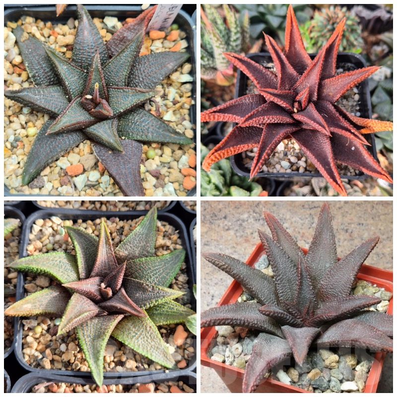 VVG28568 Haworthia koelmaniorum mix 2 plants seedling