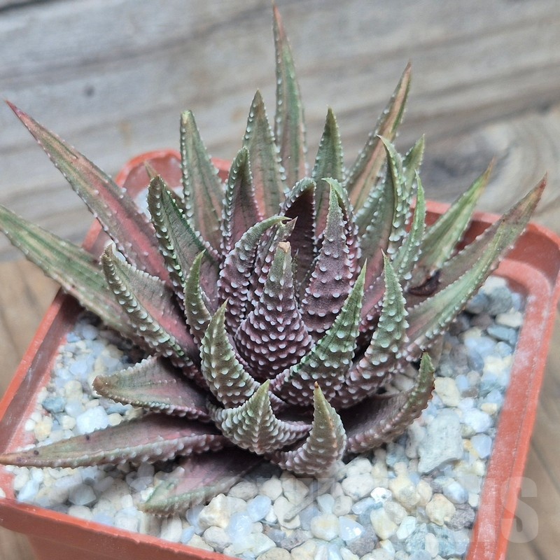 VVG27971 Haworthia pumila ‘Kunjio’ f.variegata  cutting