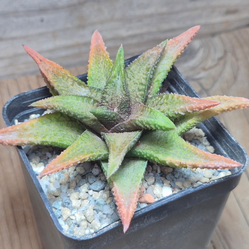 VVG27972 Haworthia venosa v.granulata x koelmaniorum cutting