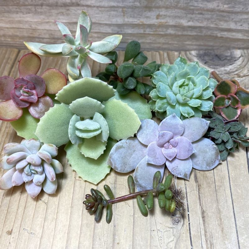 SH28123 Succulents mix, cuted