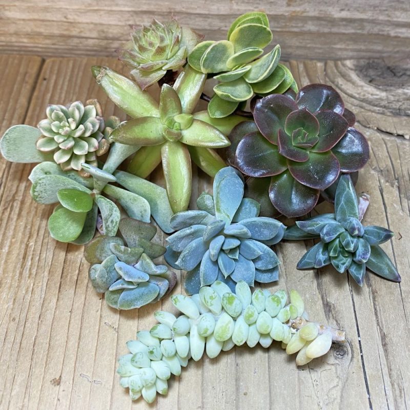 SH28124 Succulents mix, cuted