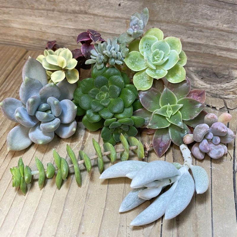 SH28125 Succulents mix, cuted