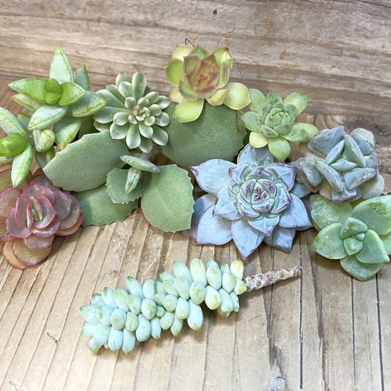 SH28300 Succulents mix, cuted