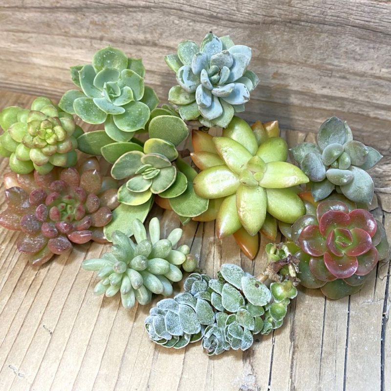 SH28301 Succulents mix, cuted