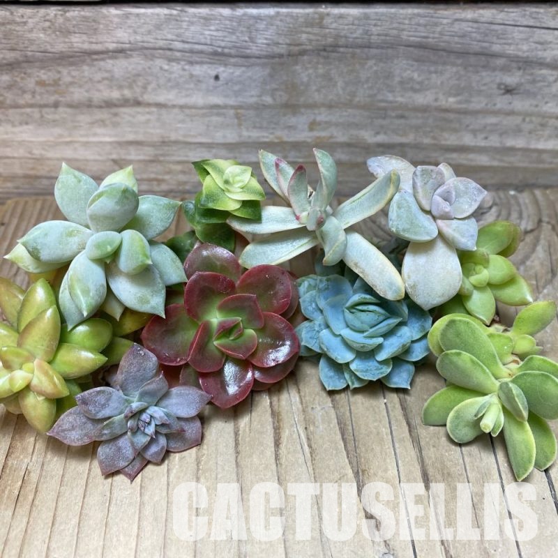 SH28775 Succulents mix, cuted