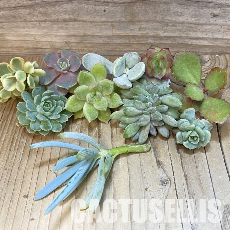SH28776 Succulents mix, cuted