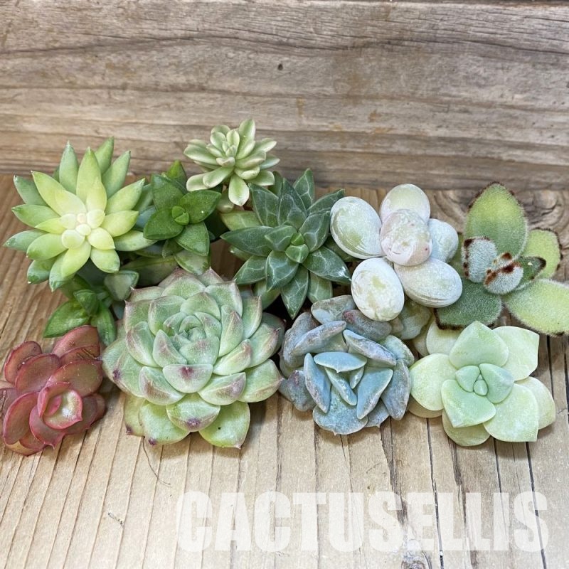 SH28777 Succulents mix, cuted