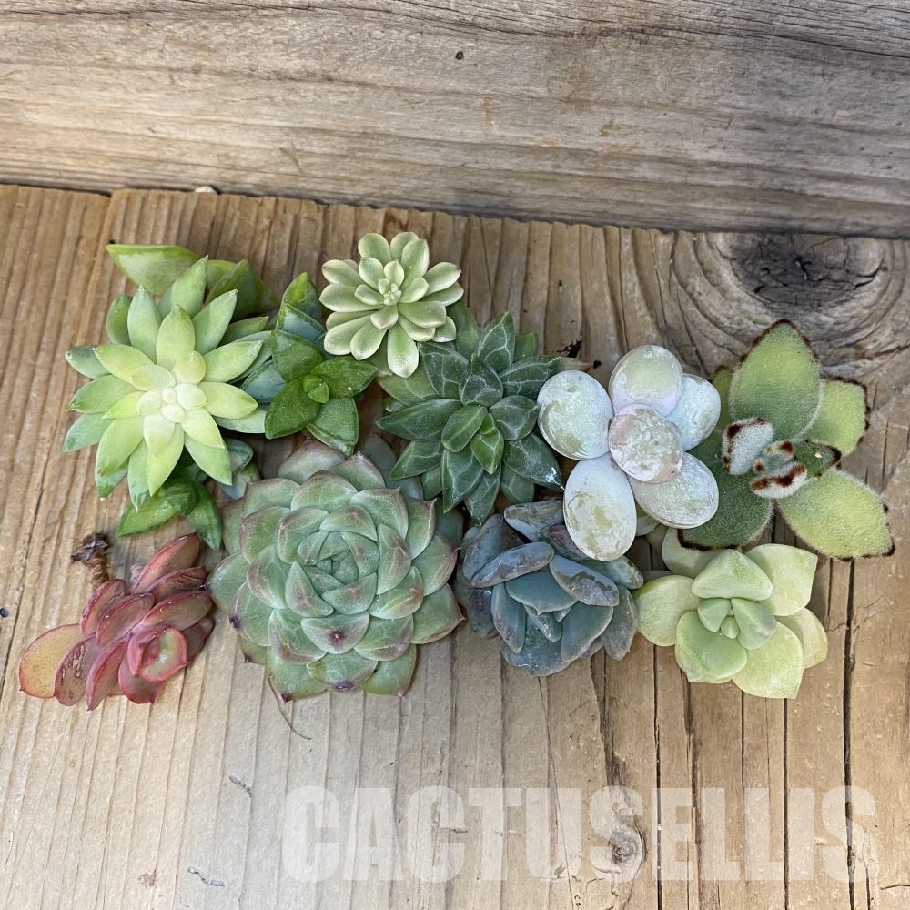 SH28777 Succulents mix, cuted - Image 2