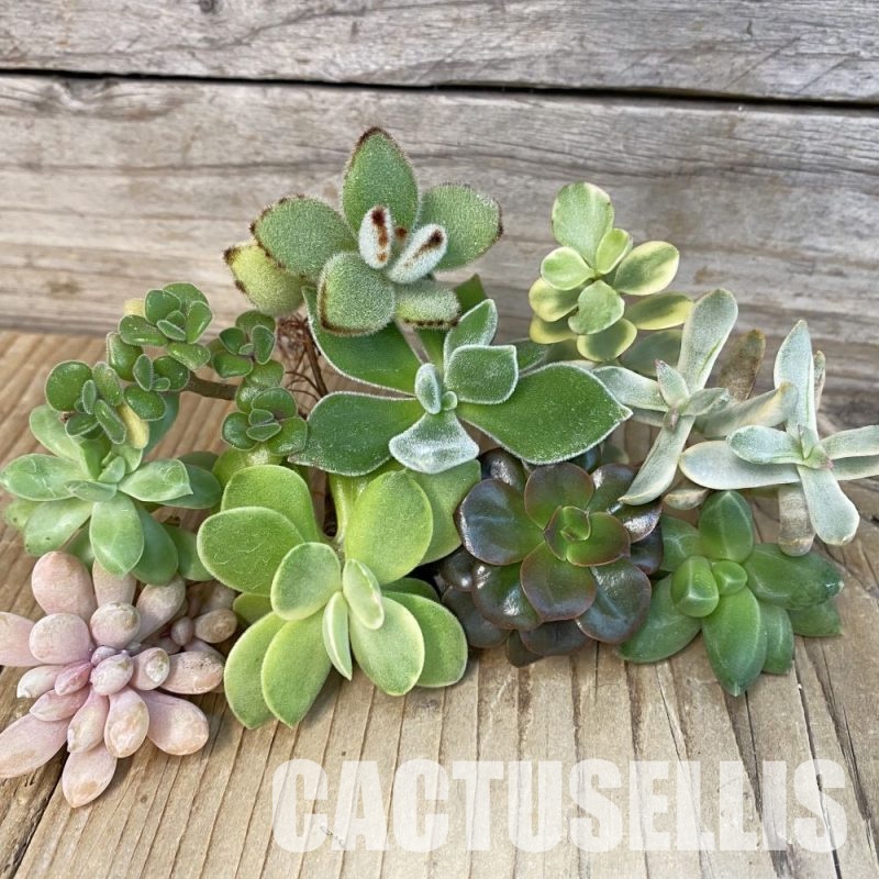 SH28786 Succulents mix, cuted