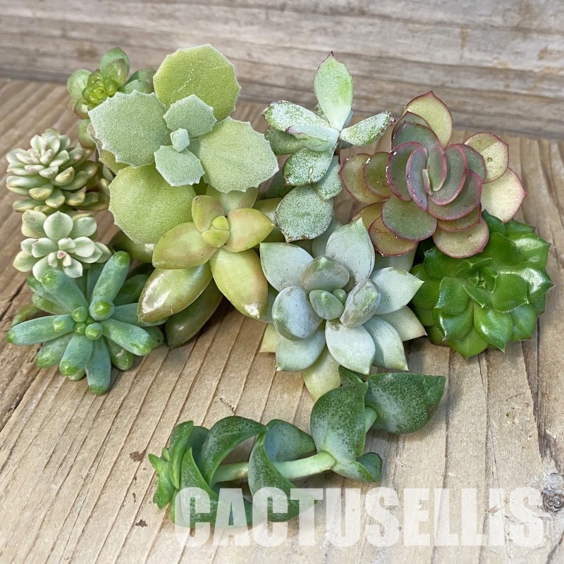 SH28787 Succulents mix, cuted