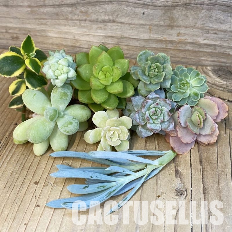 SH28788 Succulents mix, cuted