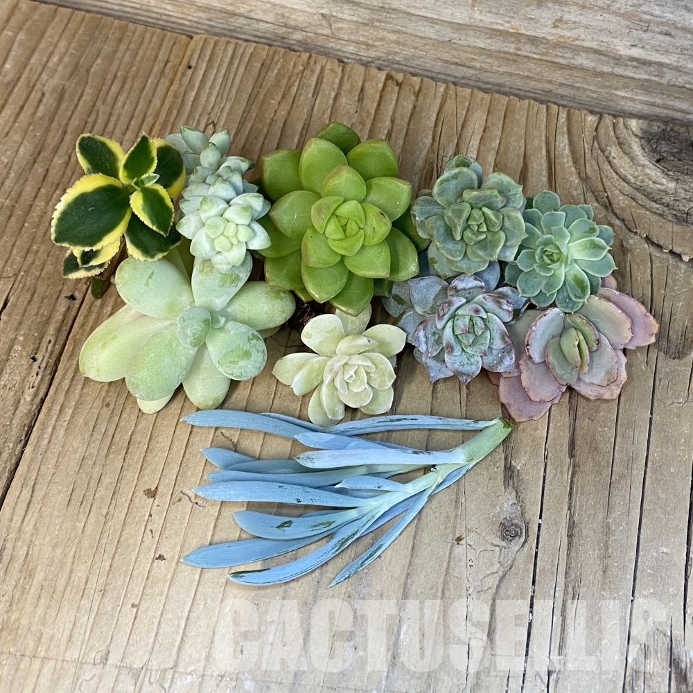 SH28788 Succulents mix, cuted - Image 2