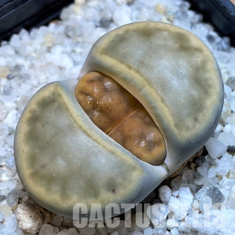 SH28962 Lithops karasmontana