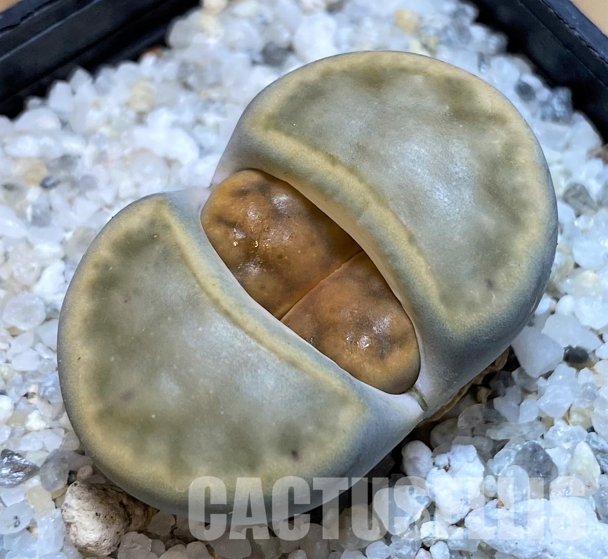 SH28962 Lithops karasmontana