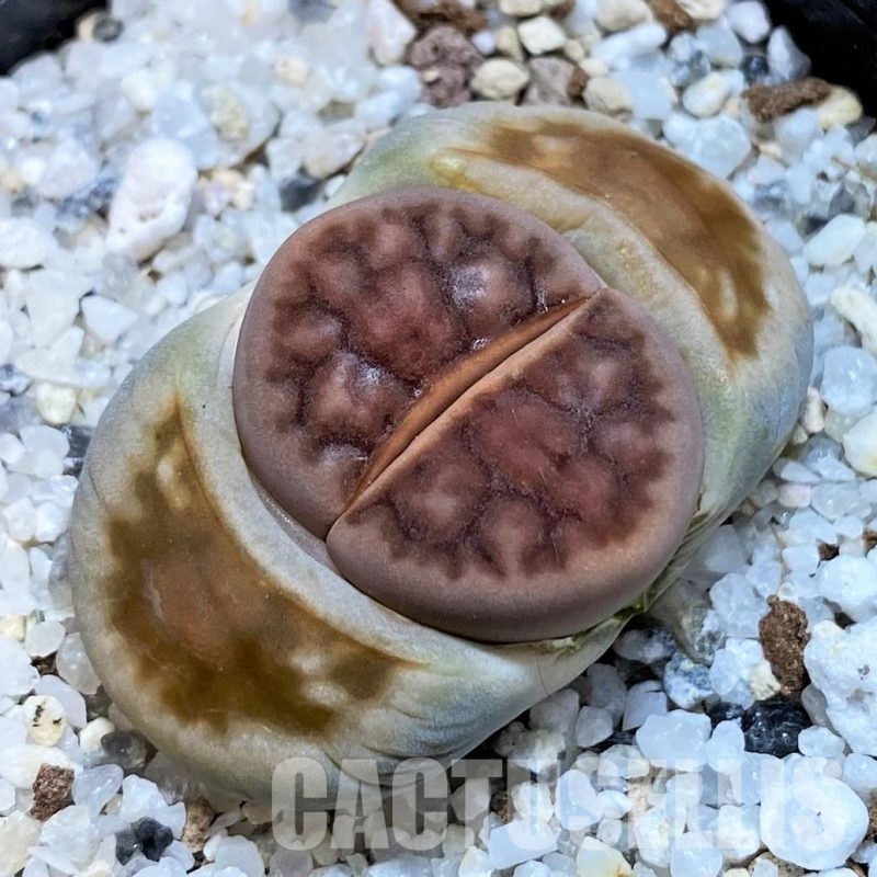 SH28963 Lithops karasmontana