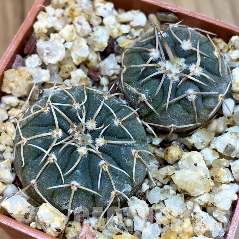 YAR27986 Gymnocalycium paucispinum selection, 2plants