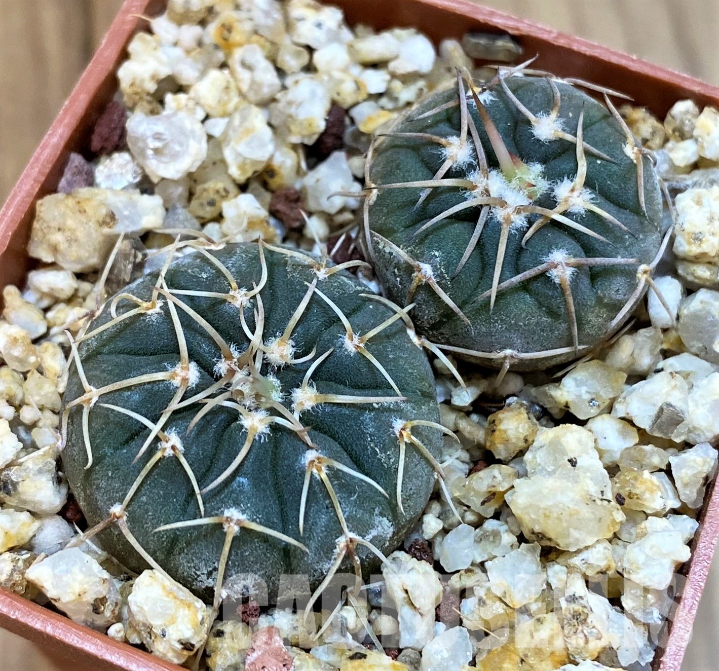 YAR27986 Gymnocalycium paucispinum selection, 2plants