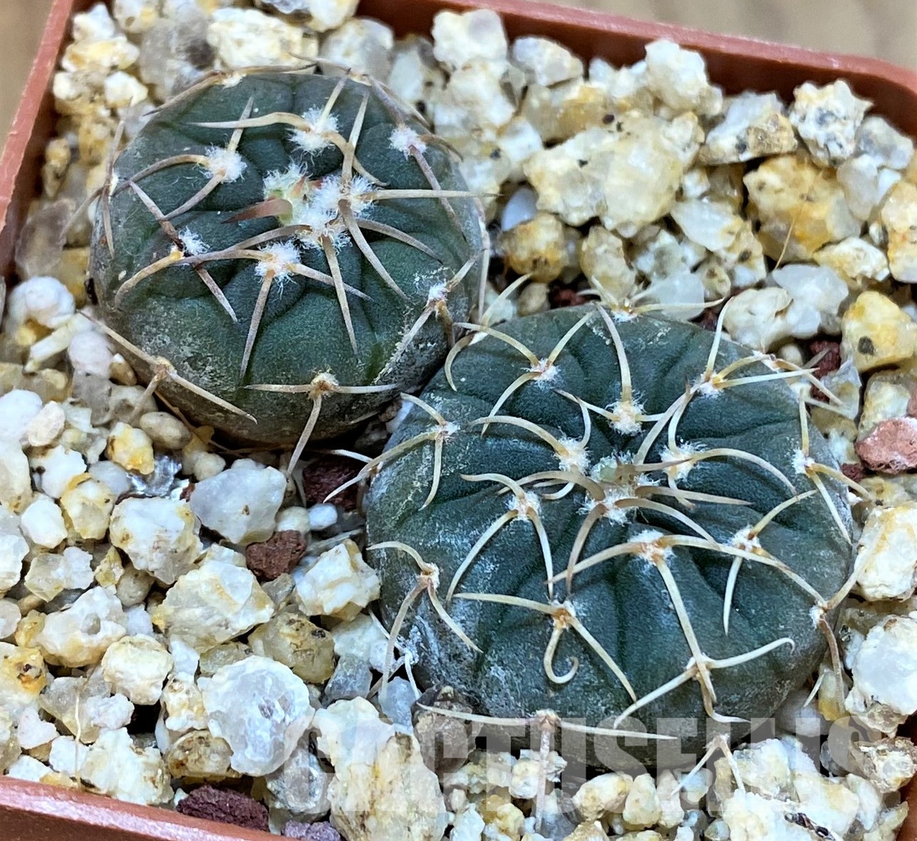YAR27986 Gymnocalycium paucispinum selection, 2plants - 画像 (2)