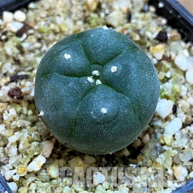 YAR24301 Anhalonium viridescens MZ1199, seedling