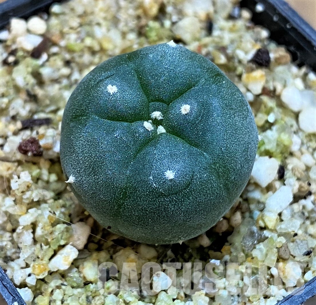 YAR24301 Anhalonium viridescens MZ1199, seedling