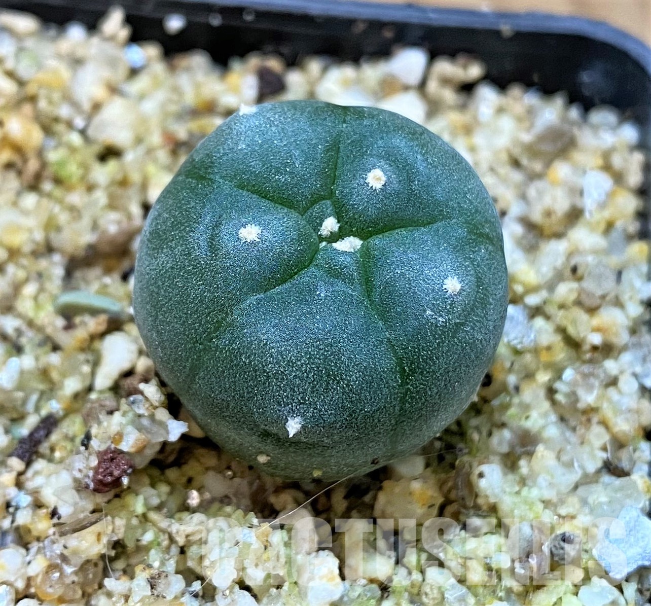 YAR24301 Anhalonium viridescens MZ1199, seedling – Image 2