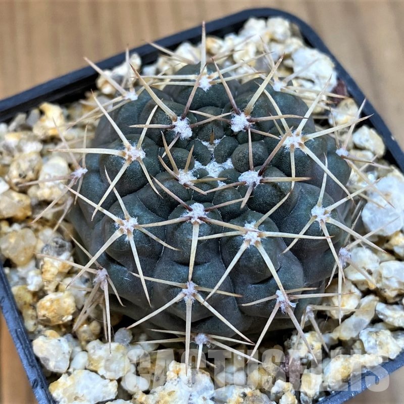 YAR22465 Gymnocalycium borthii WP 67-255