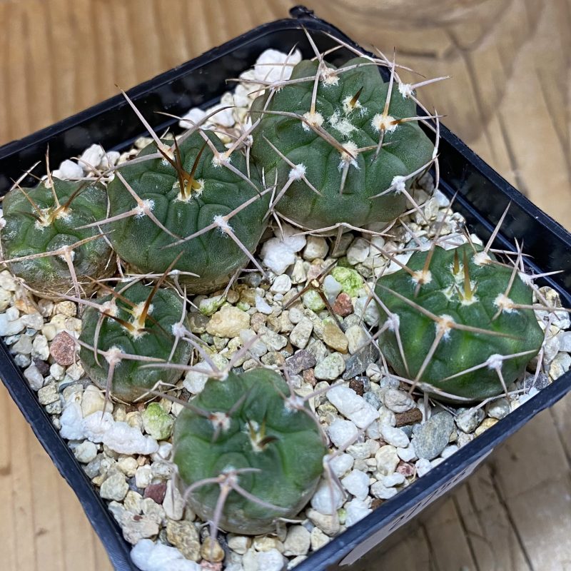 SH27756 Gymnocalycium nidulans VG 199 , 6 plants
