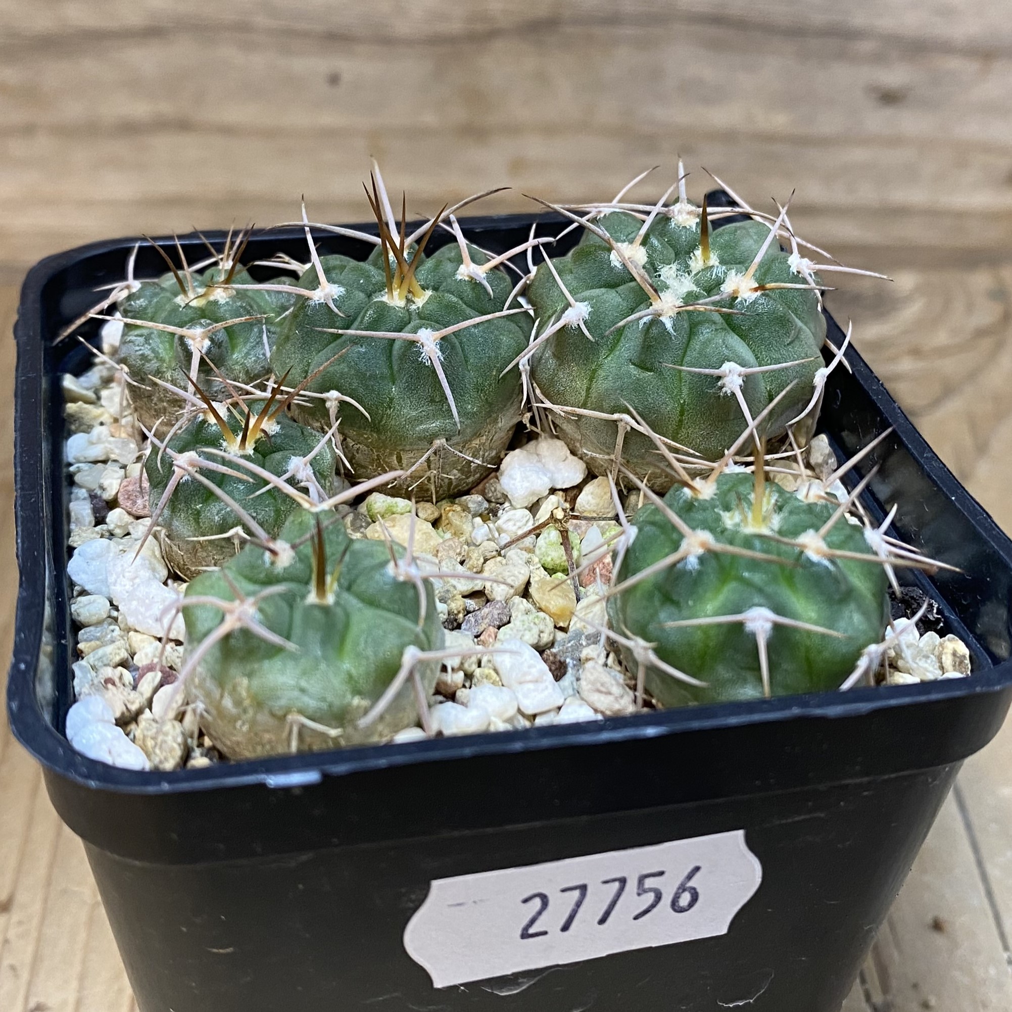 SH27756 Gymnocalycium nidulans VG 199 , 6 plants – Bild 2