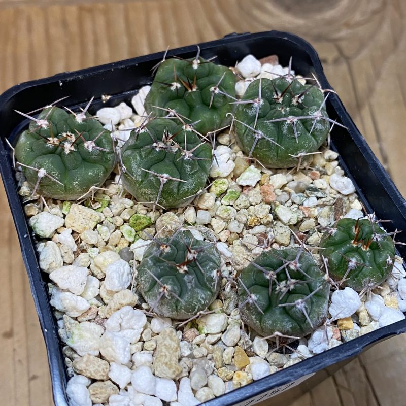 SH27757 Gymnocalycium chubutense RUS 364 , 7 plants