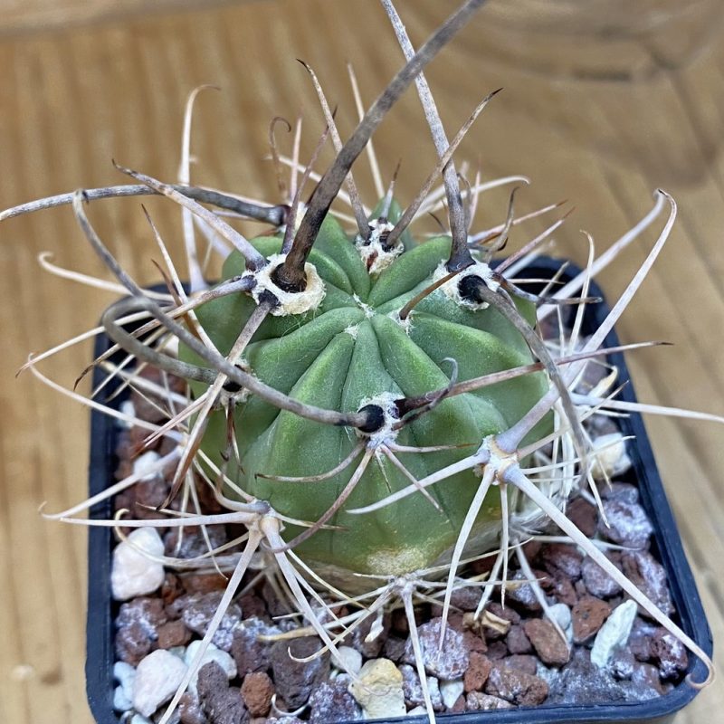 DP28328 Lobivia ferox