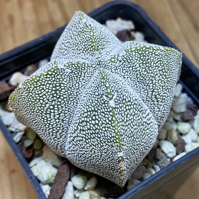 DP28305 Astrophytum myriostigma ‘Onzuka’ v. quadricostatum