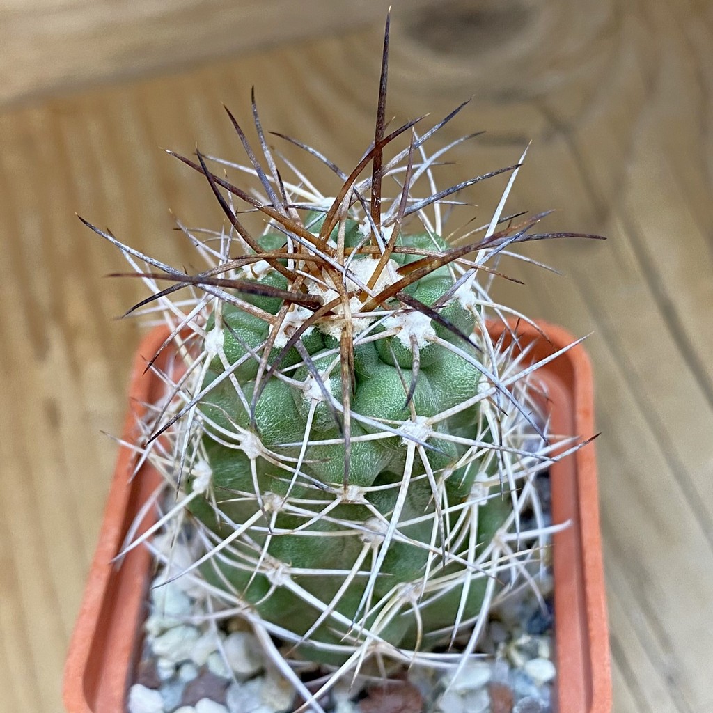 DP28330 Copiapoa coquimbana