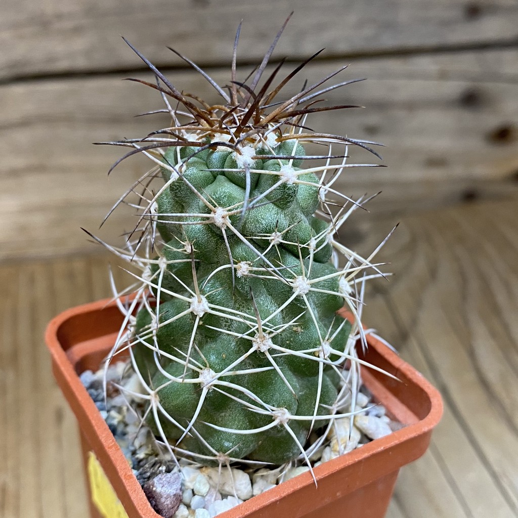 DP28330 Copiapoa coquimbana - Image 2